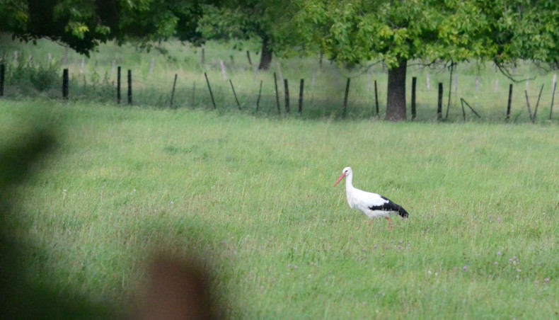 2021_08_19_Cigogne_chozeau.jpg